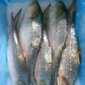 ৮ পিস ৬ কেজি → ৳ ২০০০