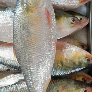 ৪ পিস ৮ কেজি → ৳ 5000