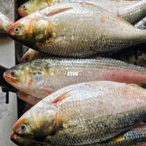 ১০ পিস ৫ কেজি =১৫০০ টাকা